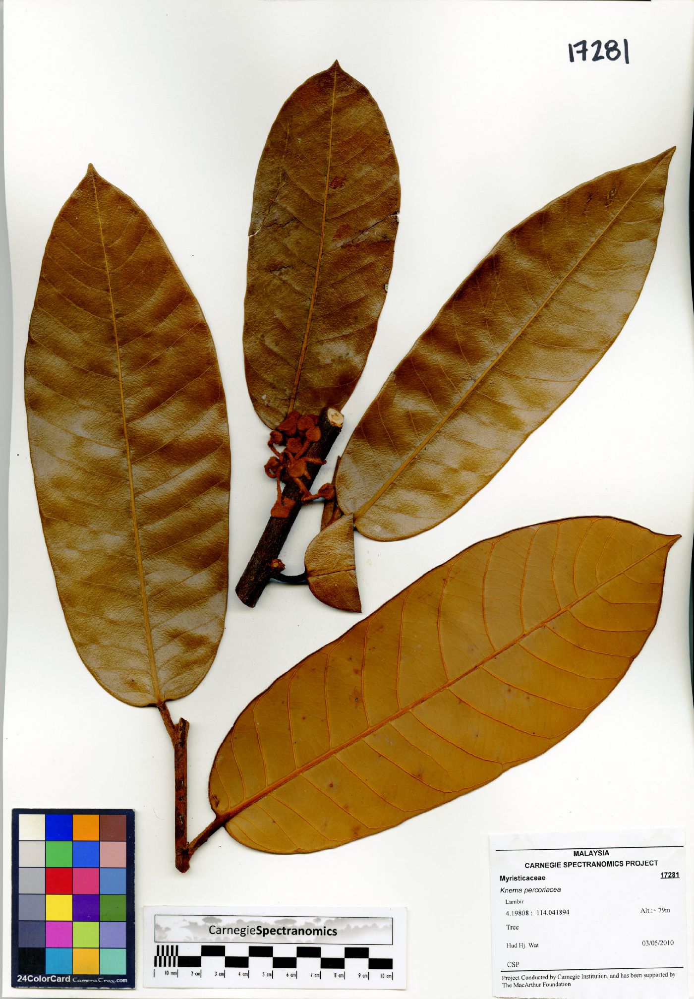 Knema percoriacea image