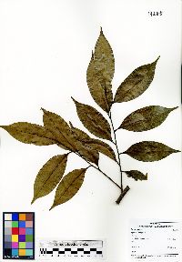 Image of Xylopia malayana