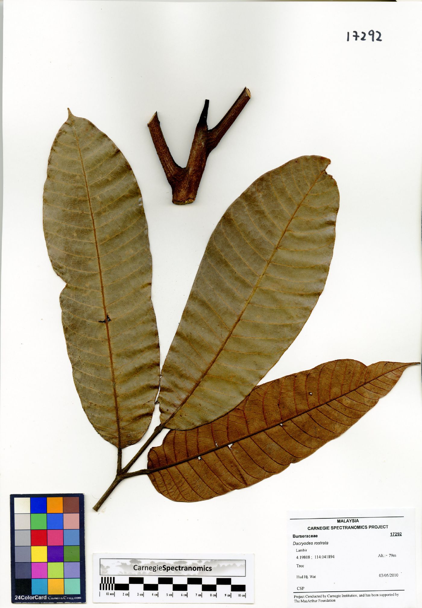 Dacryodes rostrata image