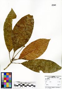 Image of Sloanea javanica