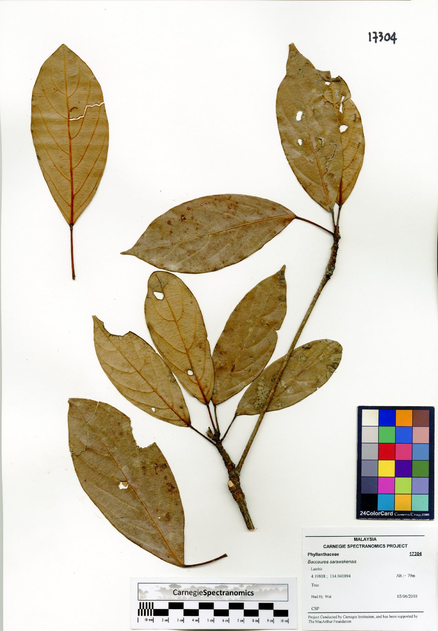 Baccaurea sarawakensis image