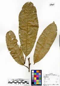 Image of Madhuca pubicalyx