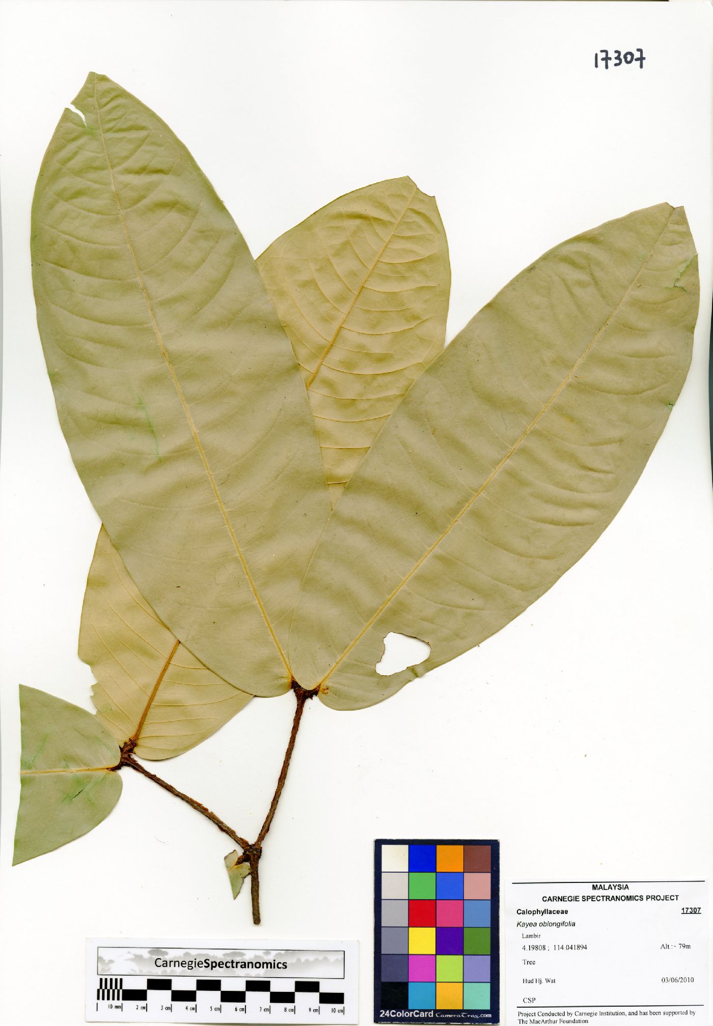 Mesua oblongifolia image