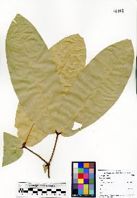 Image of Mesua oblongifolia