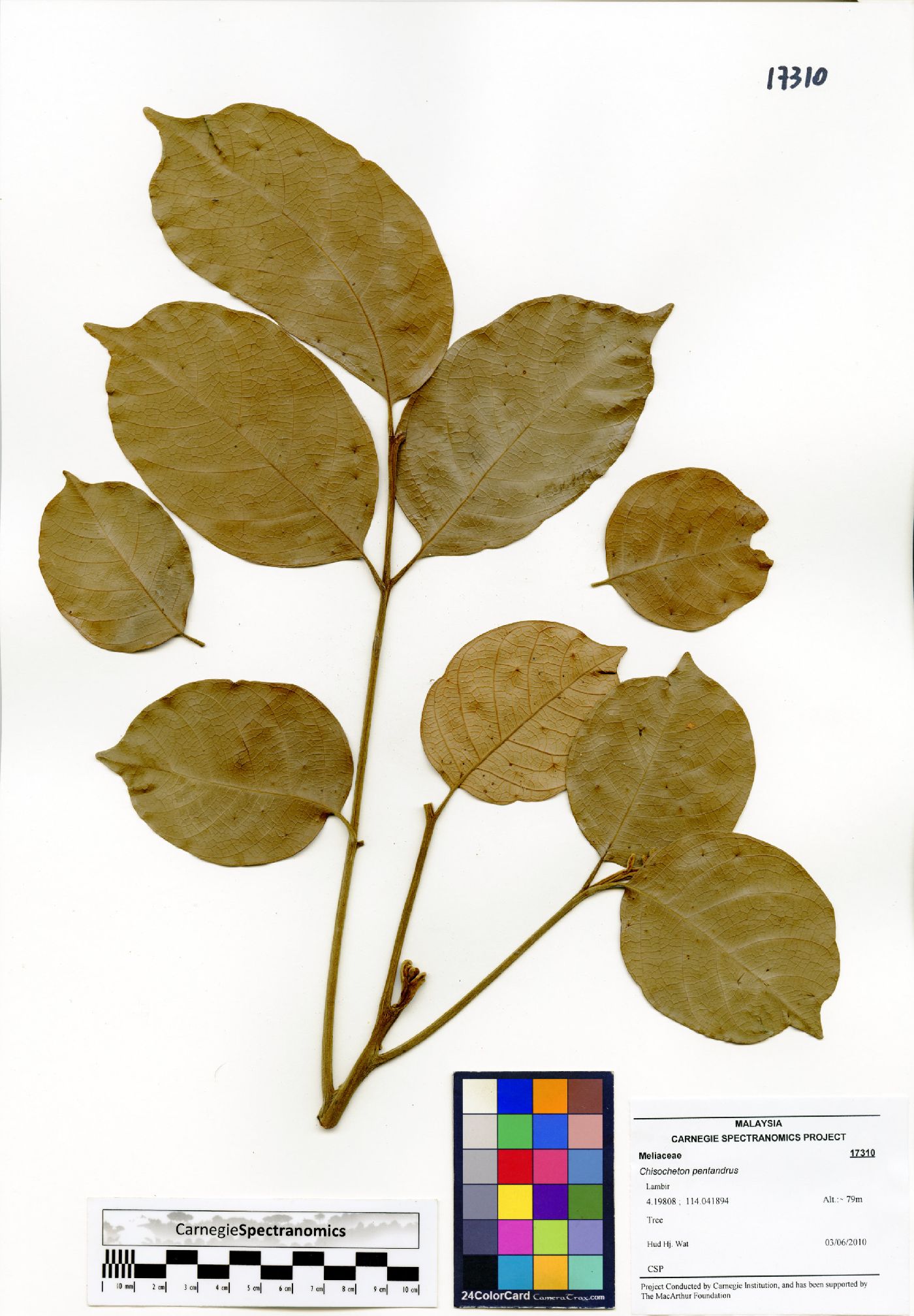Chisocheton pentandrus image