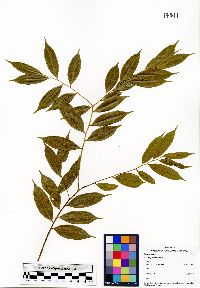 Image of Xanthophyllum brevipes