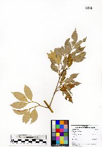 Calophyllum nodosum image
