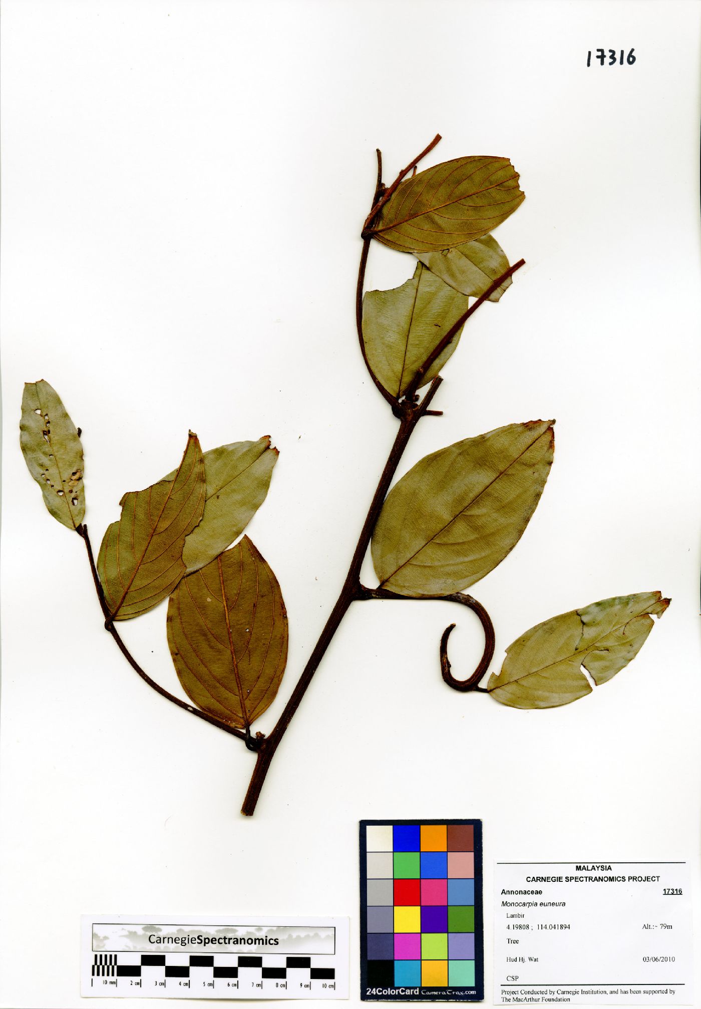 Monocarpia euneura image