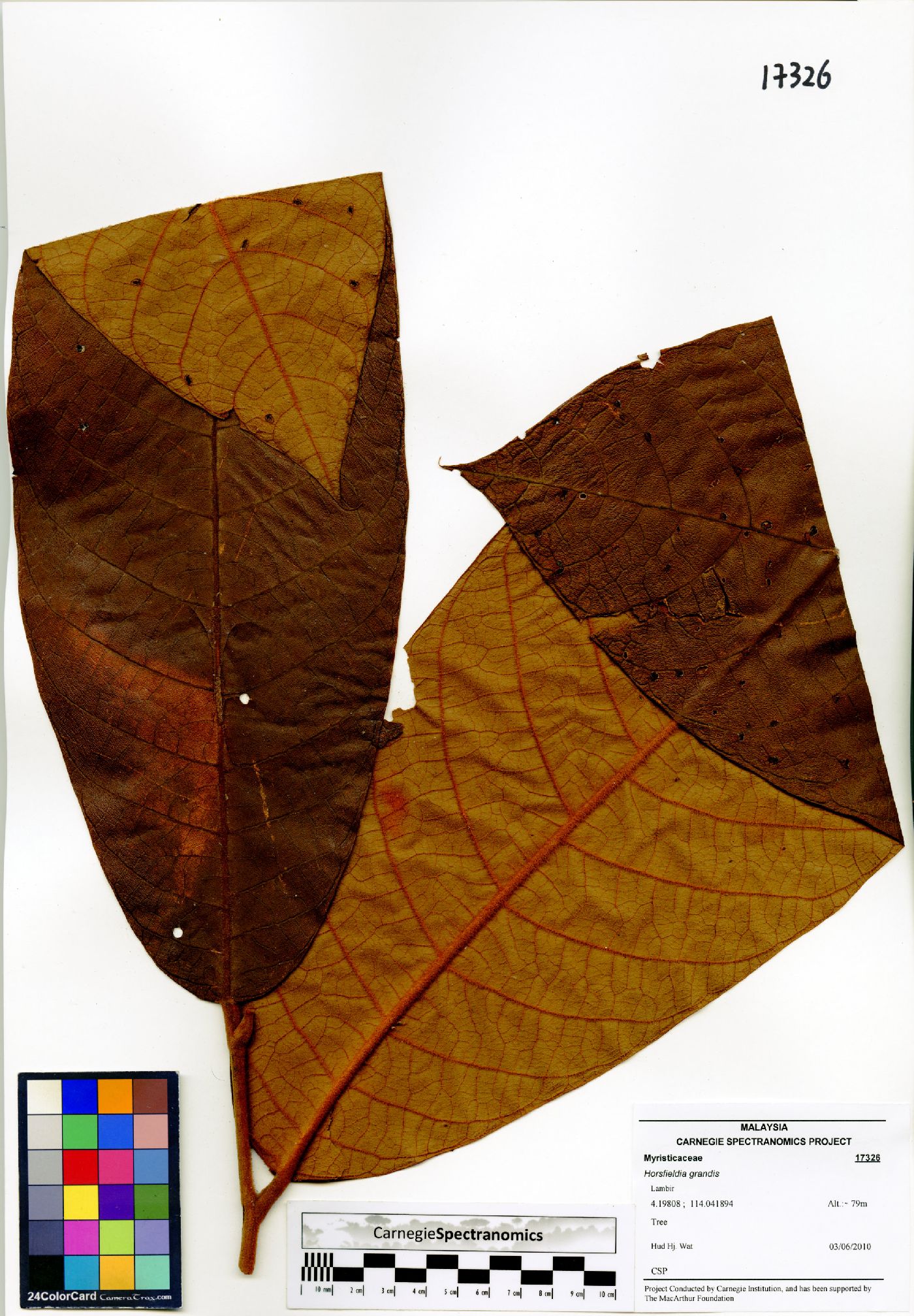 Horsfieldia grandis image