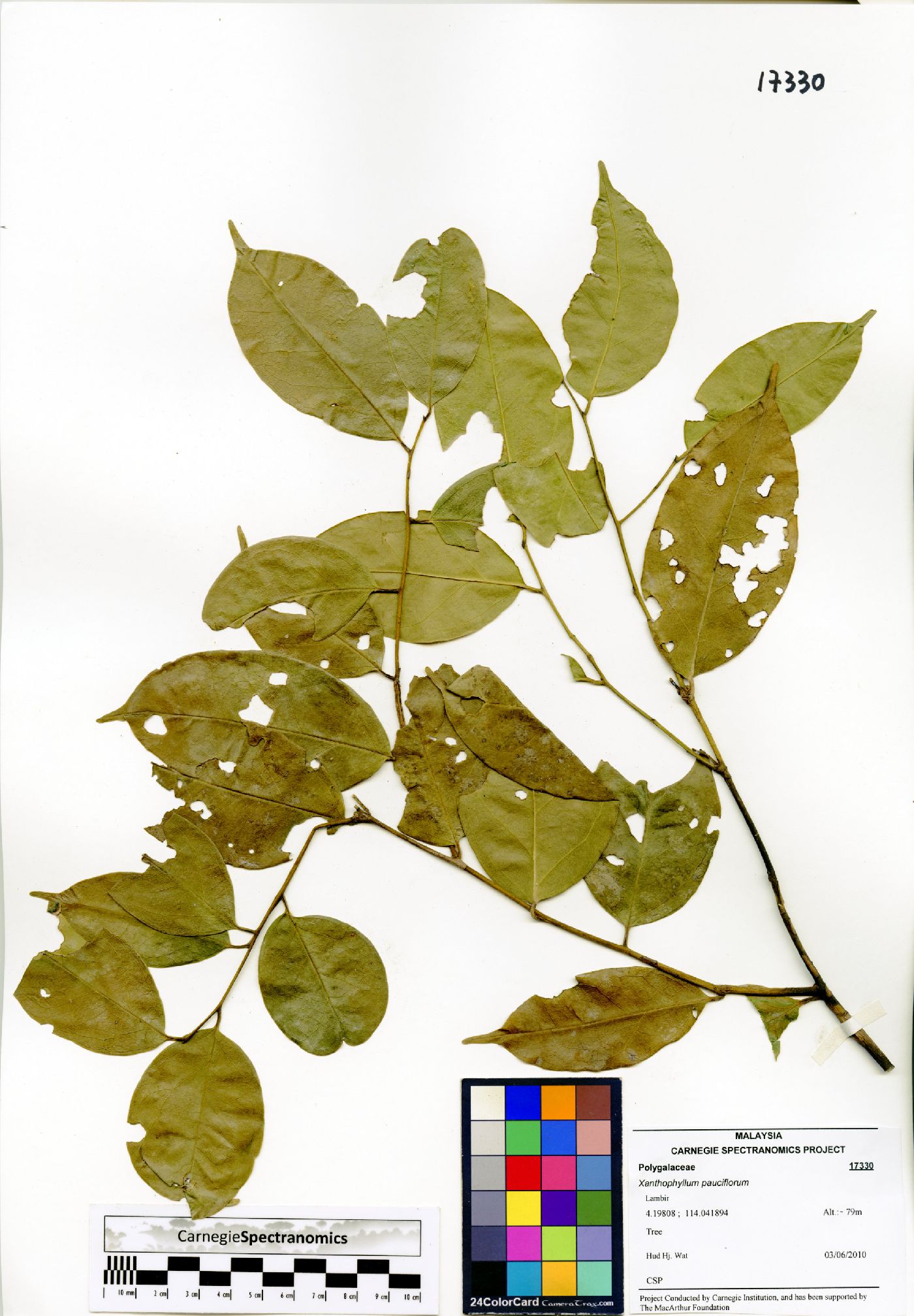 Xanthophyllum pauciflorum image