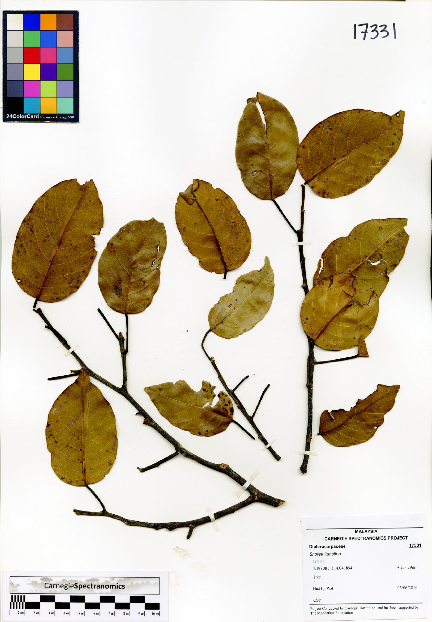 Shorea kunstleri image