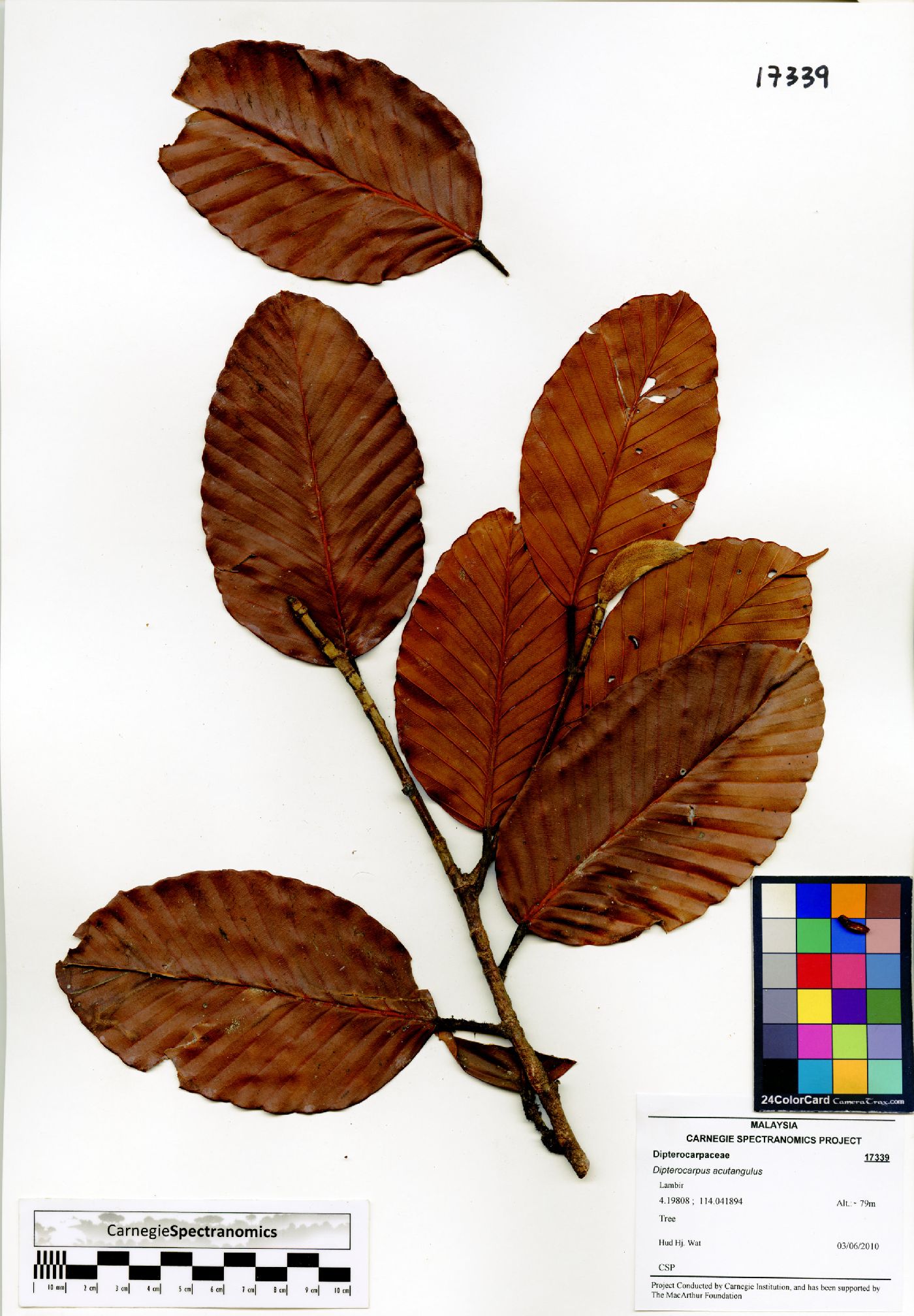 Dipterocarpus acutangulus image