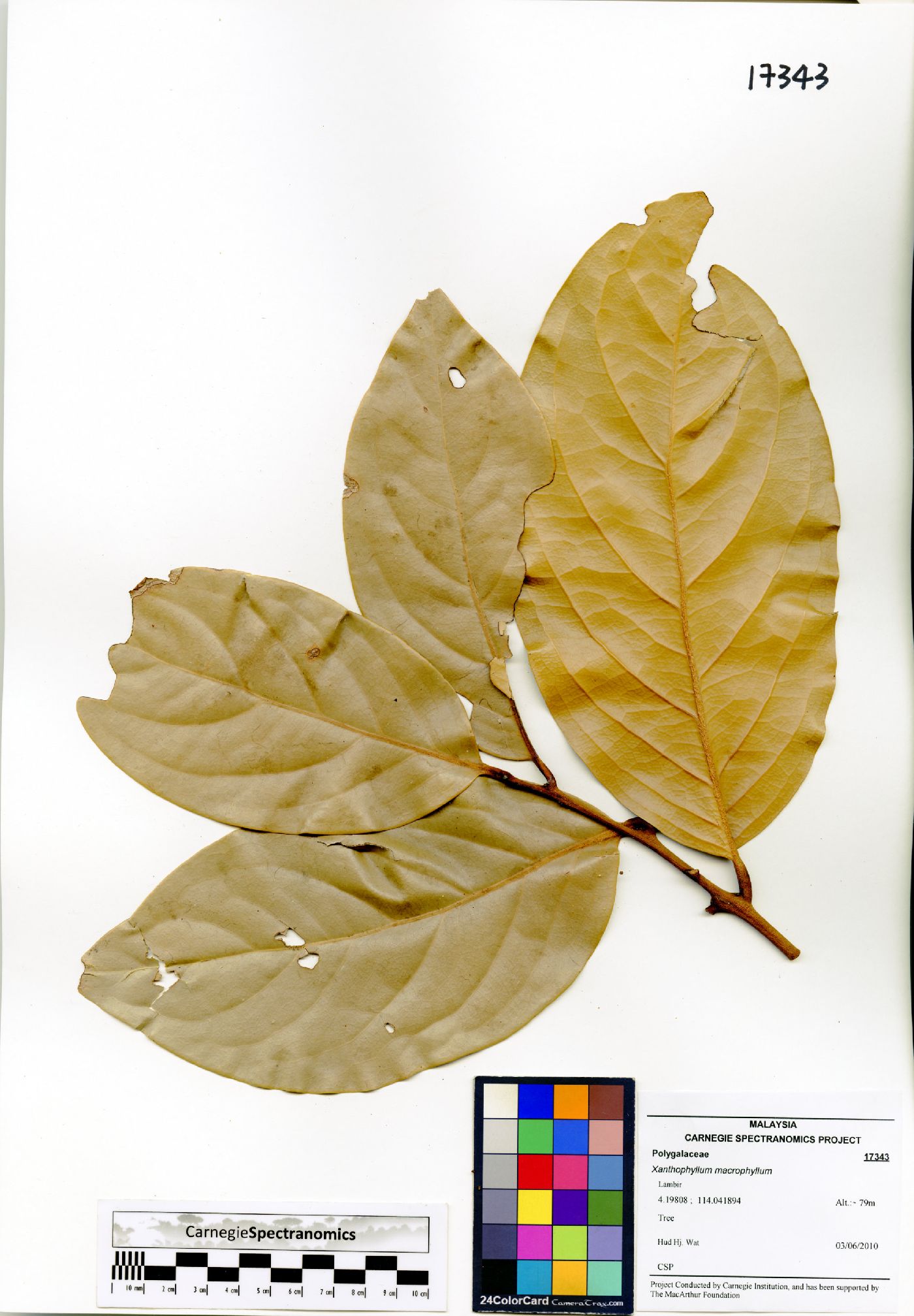 Xanthophyllum macrophyllum image