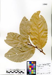 Image of Xanthophyllum macrophyllum