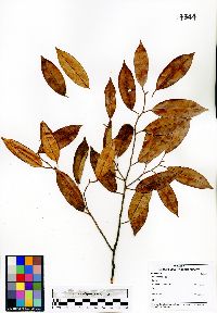 Media resource of Durio lanceolatus