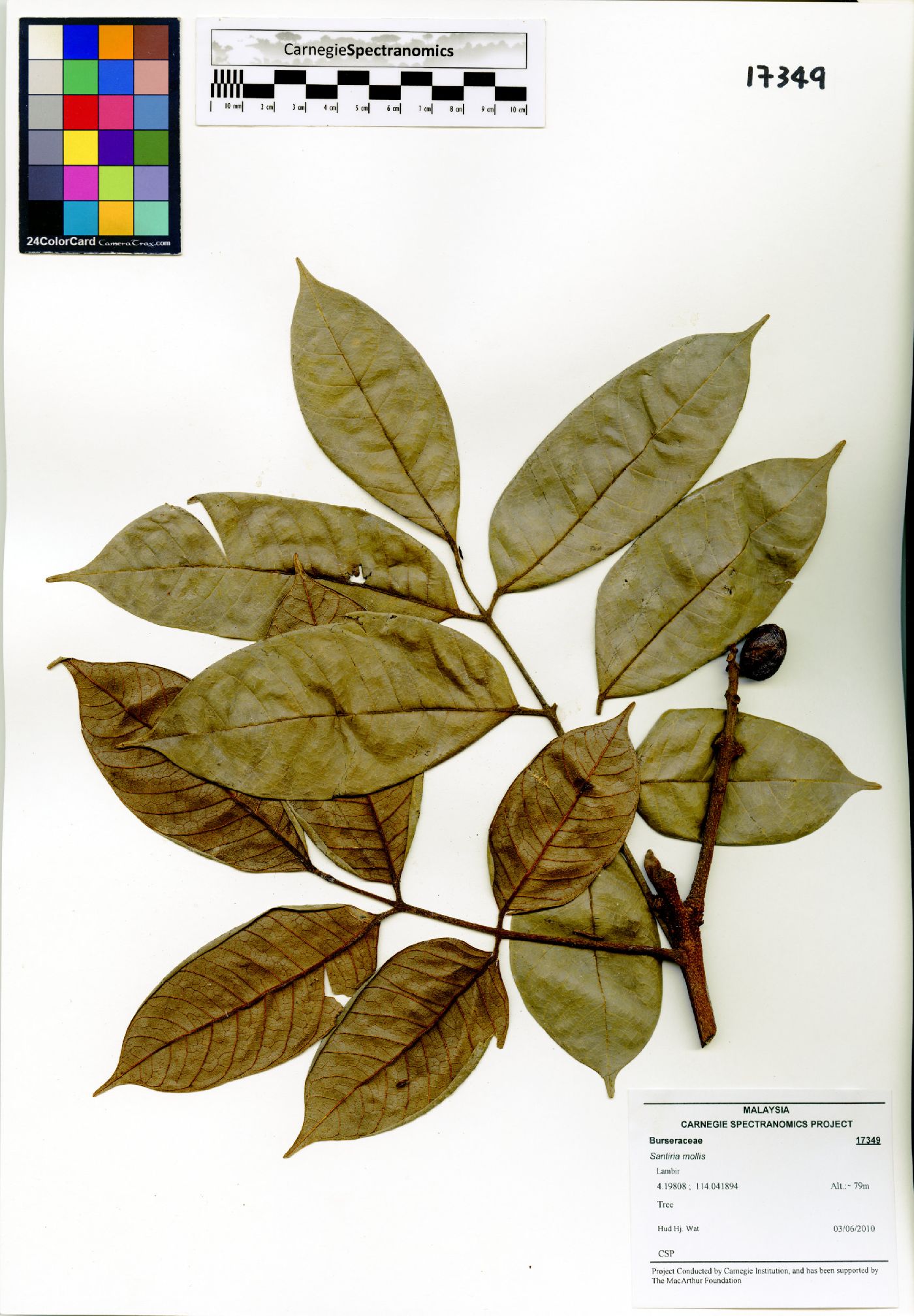 Santiria mollis image