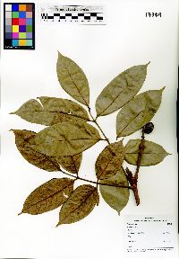 Santiria mollis image