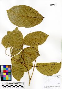Image of Nephelium lappaceum