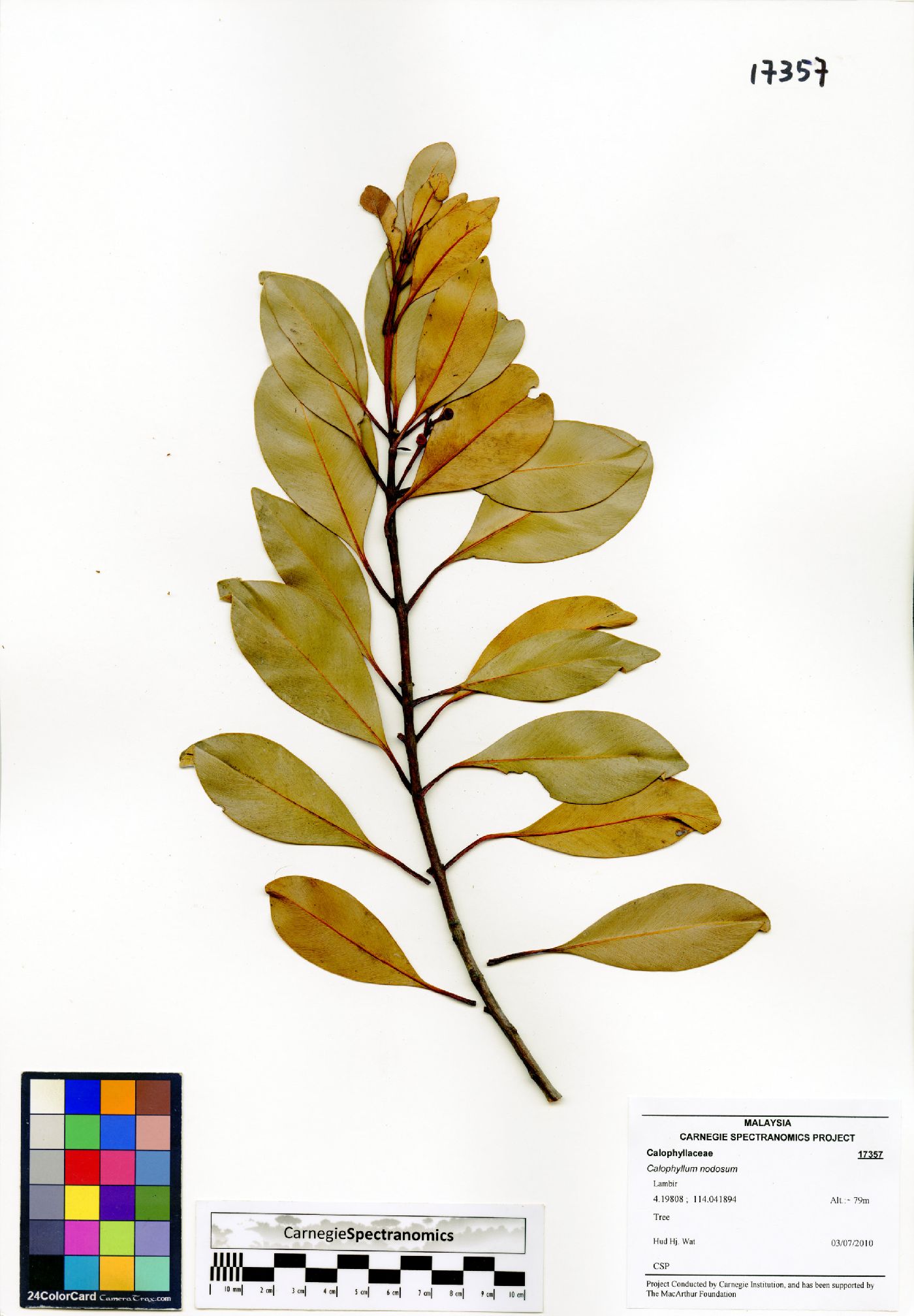 Calophyllum nodosum image