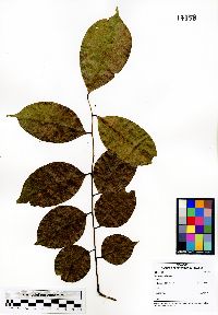 Pterocarpus indicus image