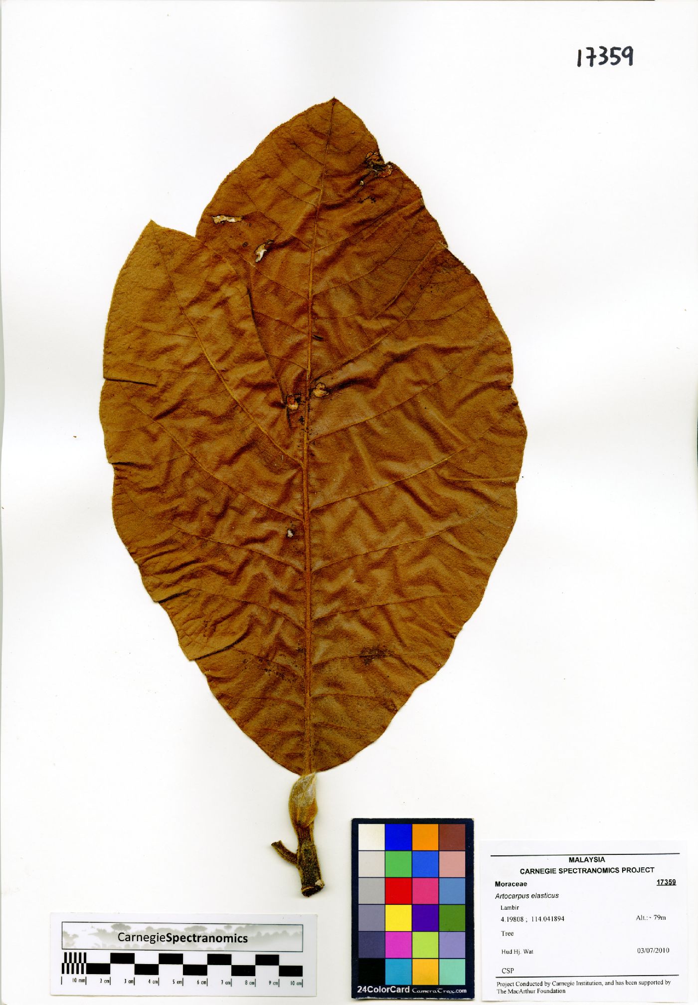 Artocarpus elasticus image