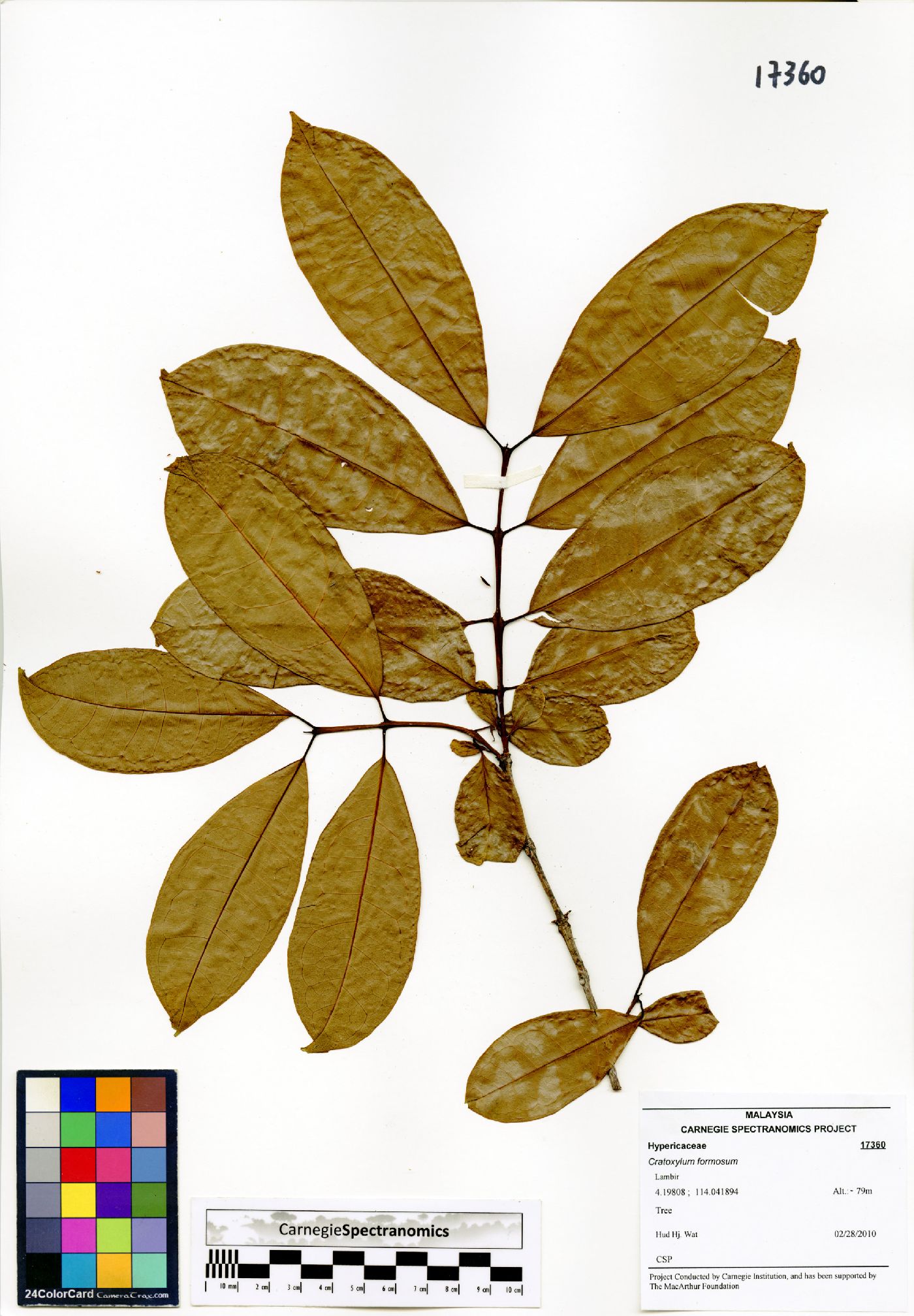 Cratoxylum formosum image