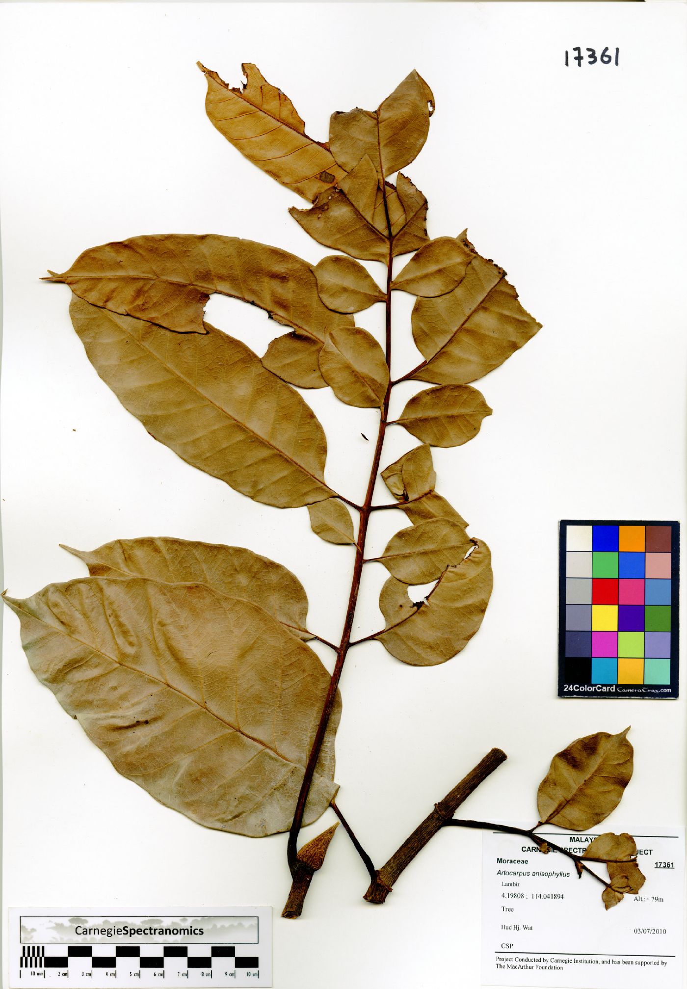 Artocarpus anisophyllus image