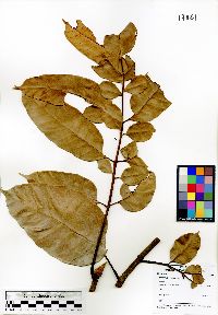 Image of Artocarpus anisophyllus