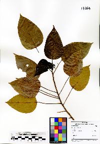 Image of Macaranga conifera
