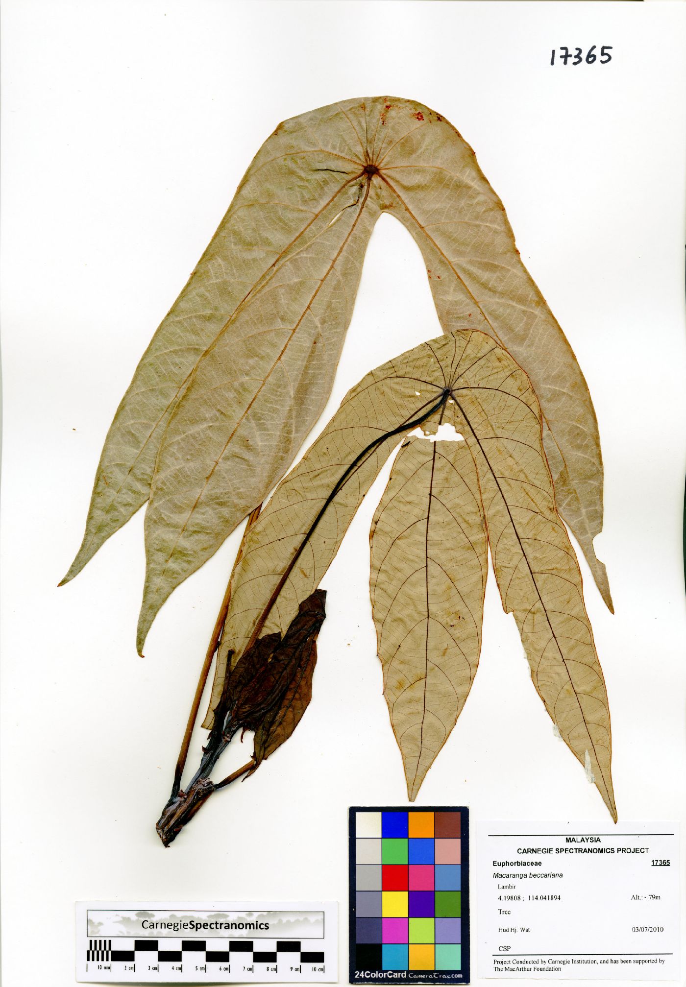 Macaranga beccariana image