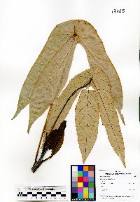 Image of Macaranga beccariana
