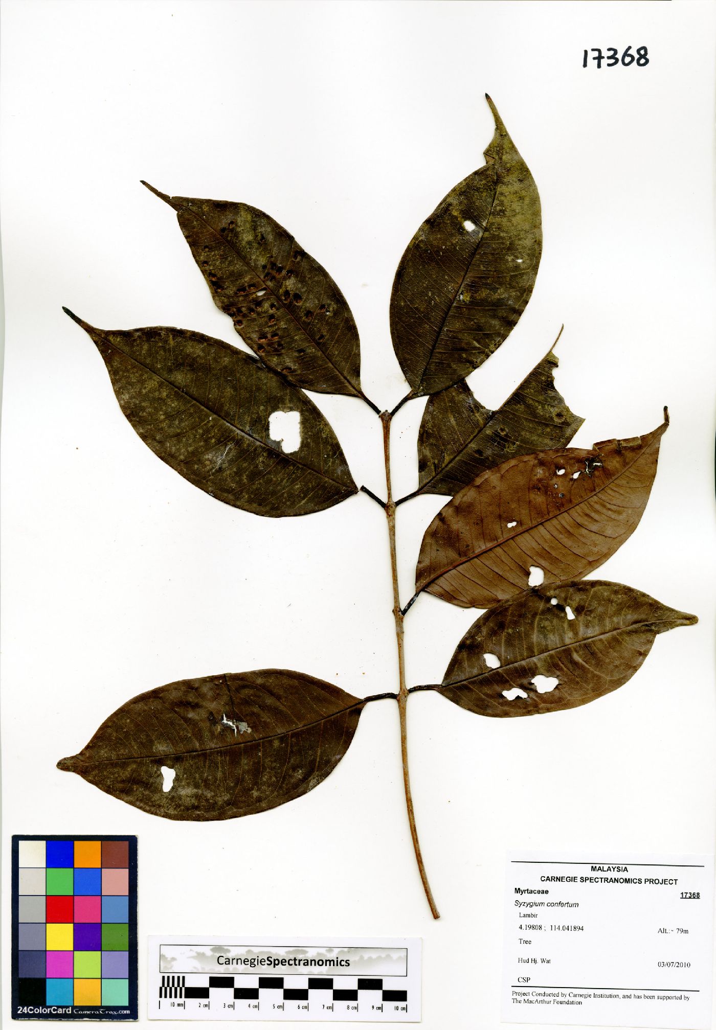 Syzygium confertum image