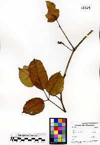 Image of Tetrastigma lawsonii