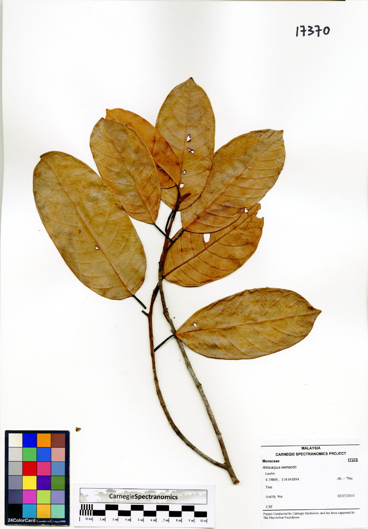 Artocarpus kemando image