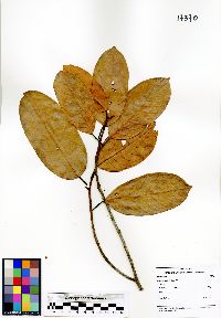 Image of Artocarpus kemando