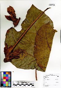 Image of Macaranga gigantea