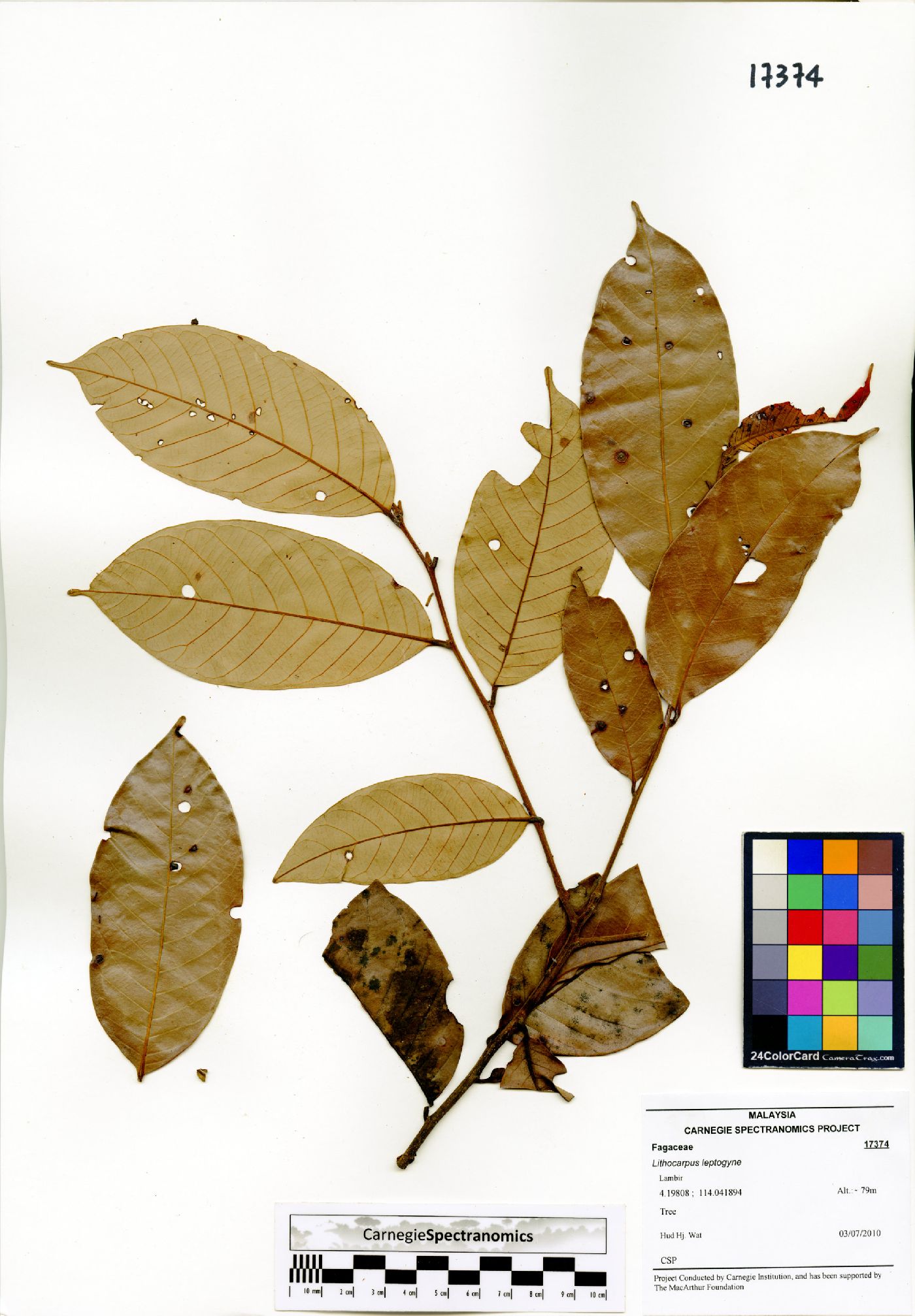 Lithocarpus leptogyne image