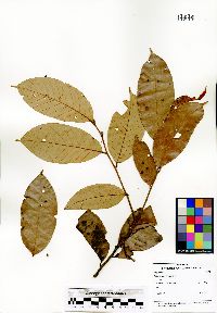 Image of Lithocarpus leptogyne