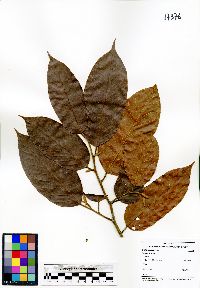 Shorea kunstleri image