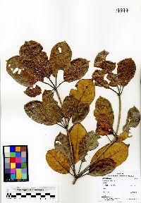 Image of Terminalia foetidissima