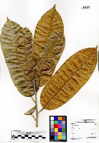 Media resource of Durio kutejensis