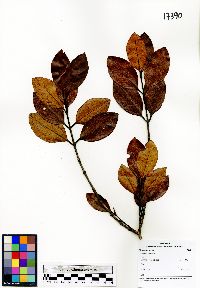 Image of Carallia brachiata