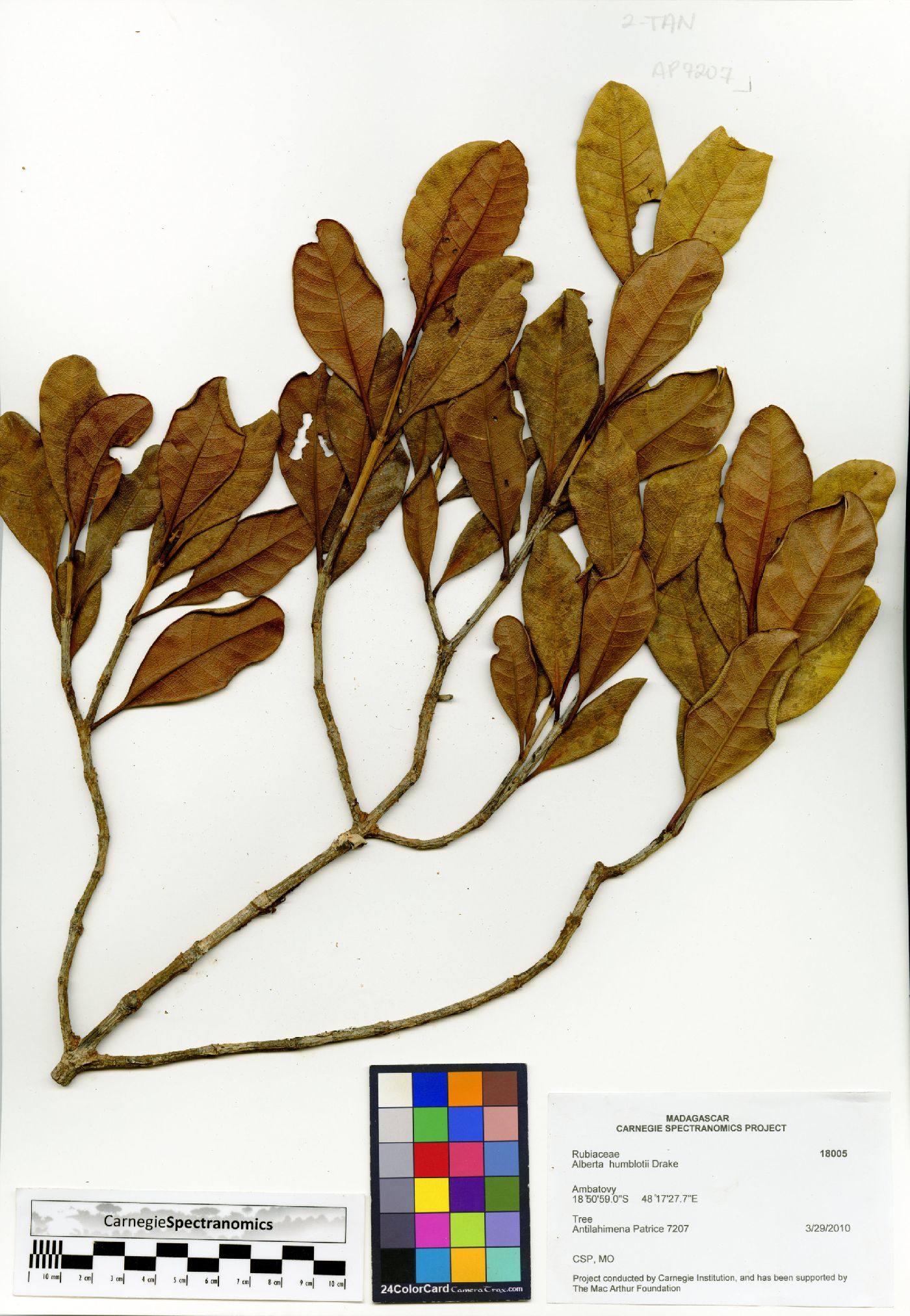 Razafimandimbisonia image