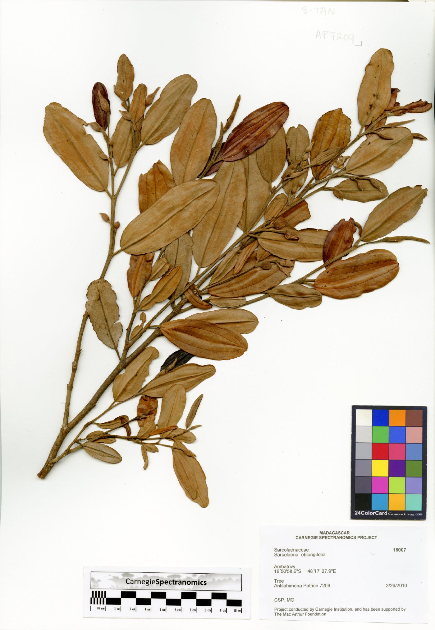 Sarcolaena oblongifolia image