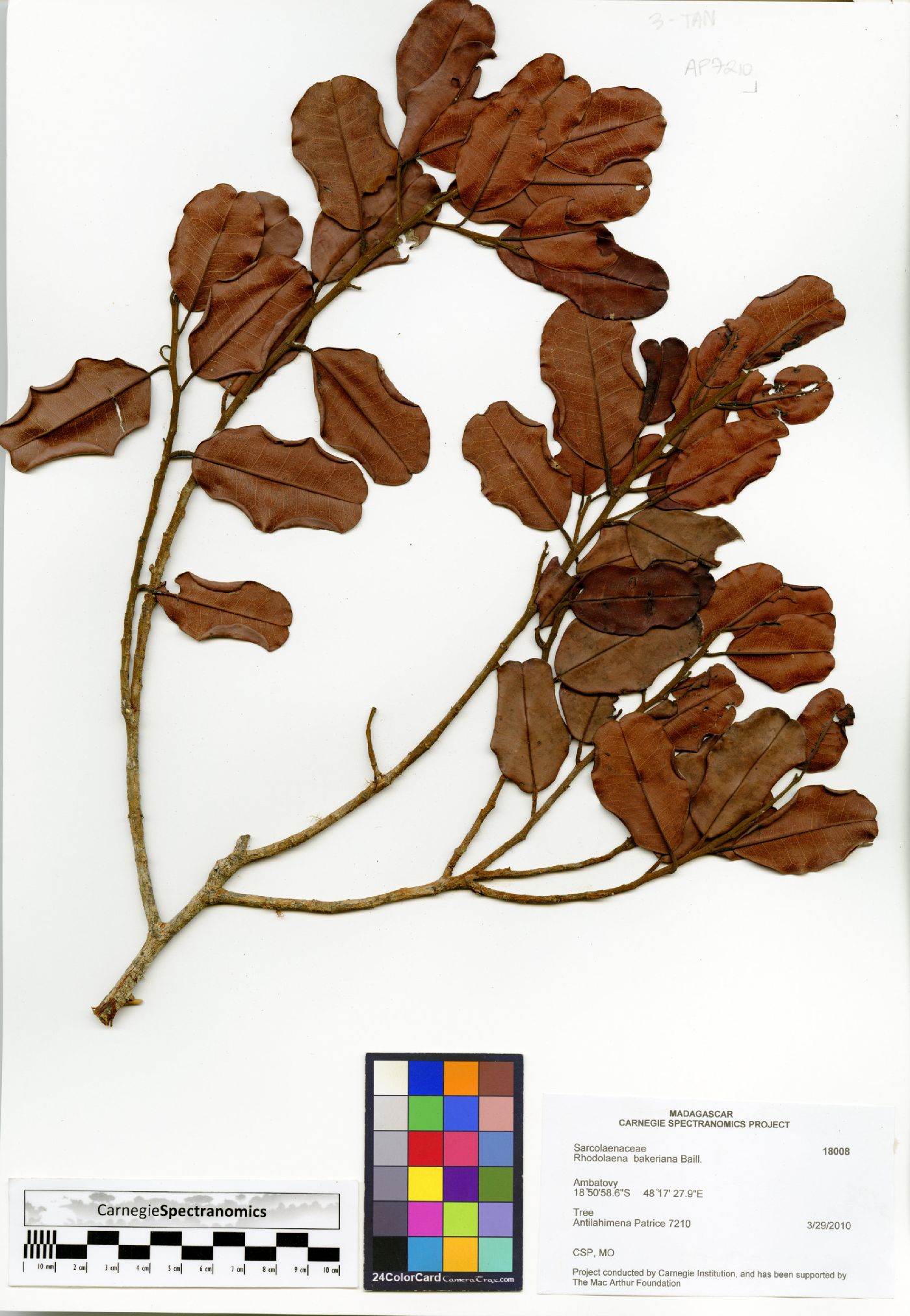 Rhodolaena image