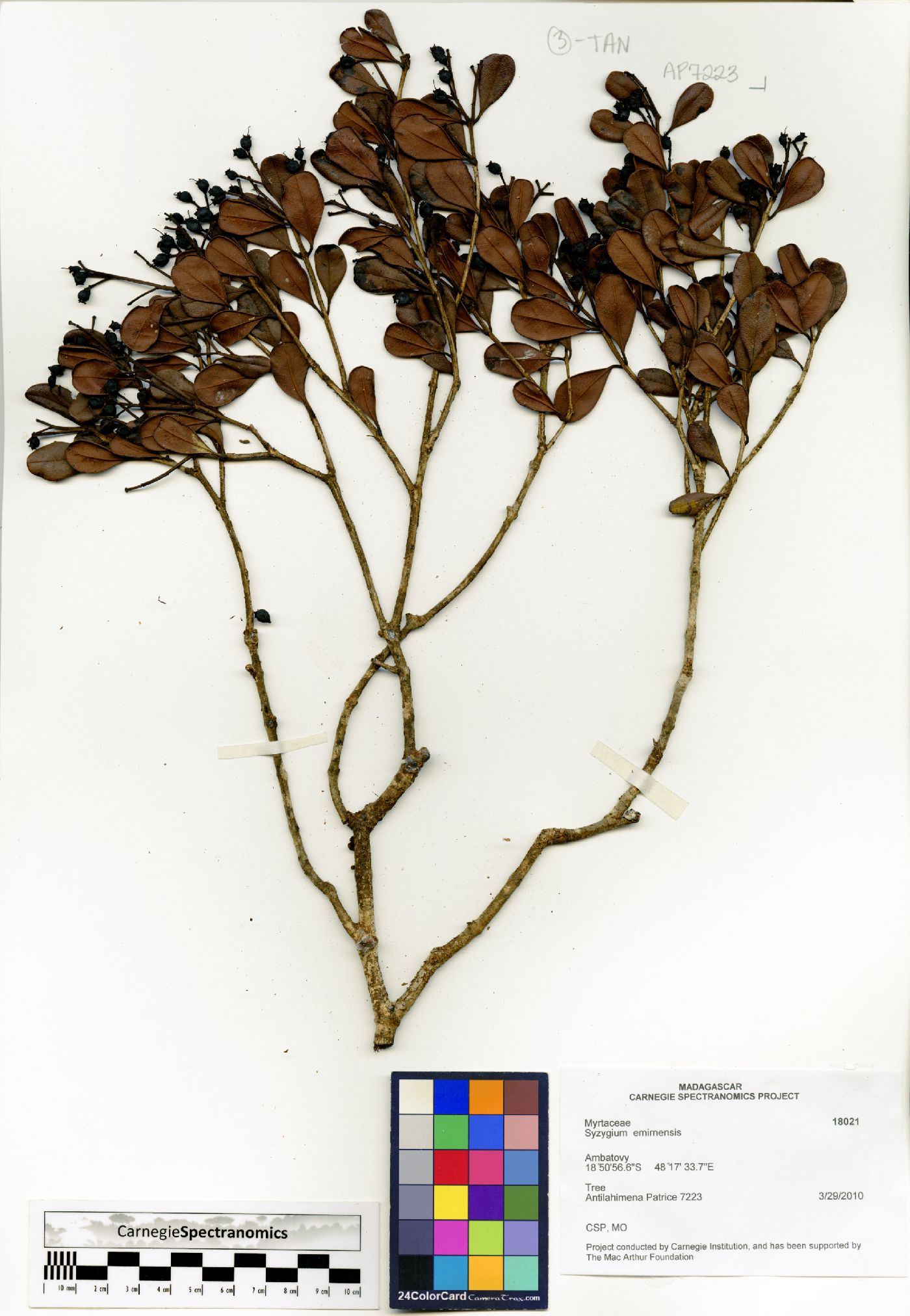 Syzygium emirnense image