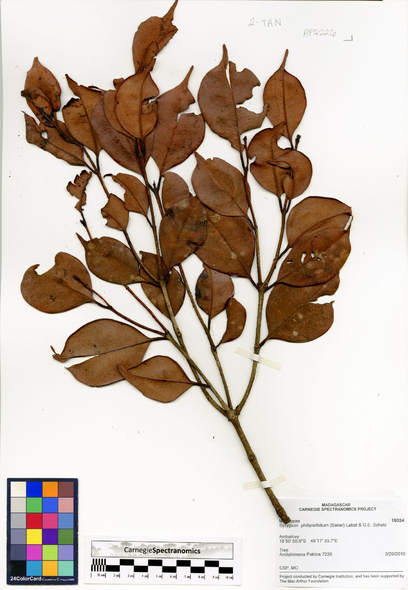 Syzygium phillyreifolium image
