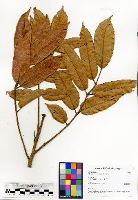 Image of Canarium longistipulatum