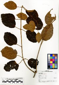Sphedamnocarpus dubardii image