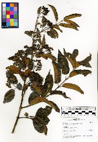 Image of Psorospermum androsaemifolium